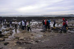 alga collecting