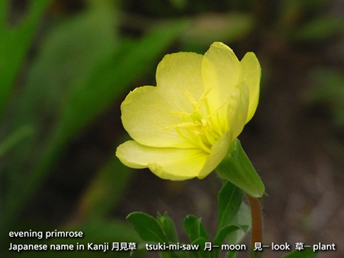 evening_primrose